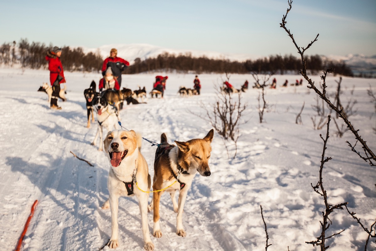 Arctic Husky Dog Sledding Wandering Owl