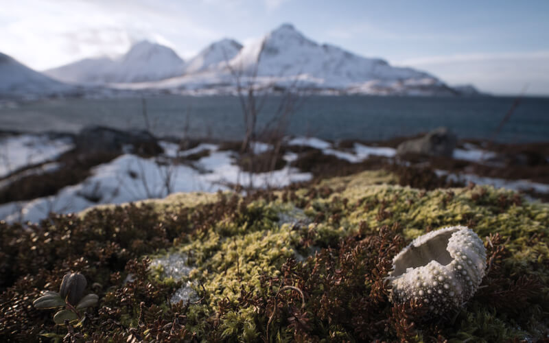 visit tromso in december