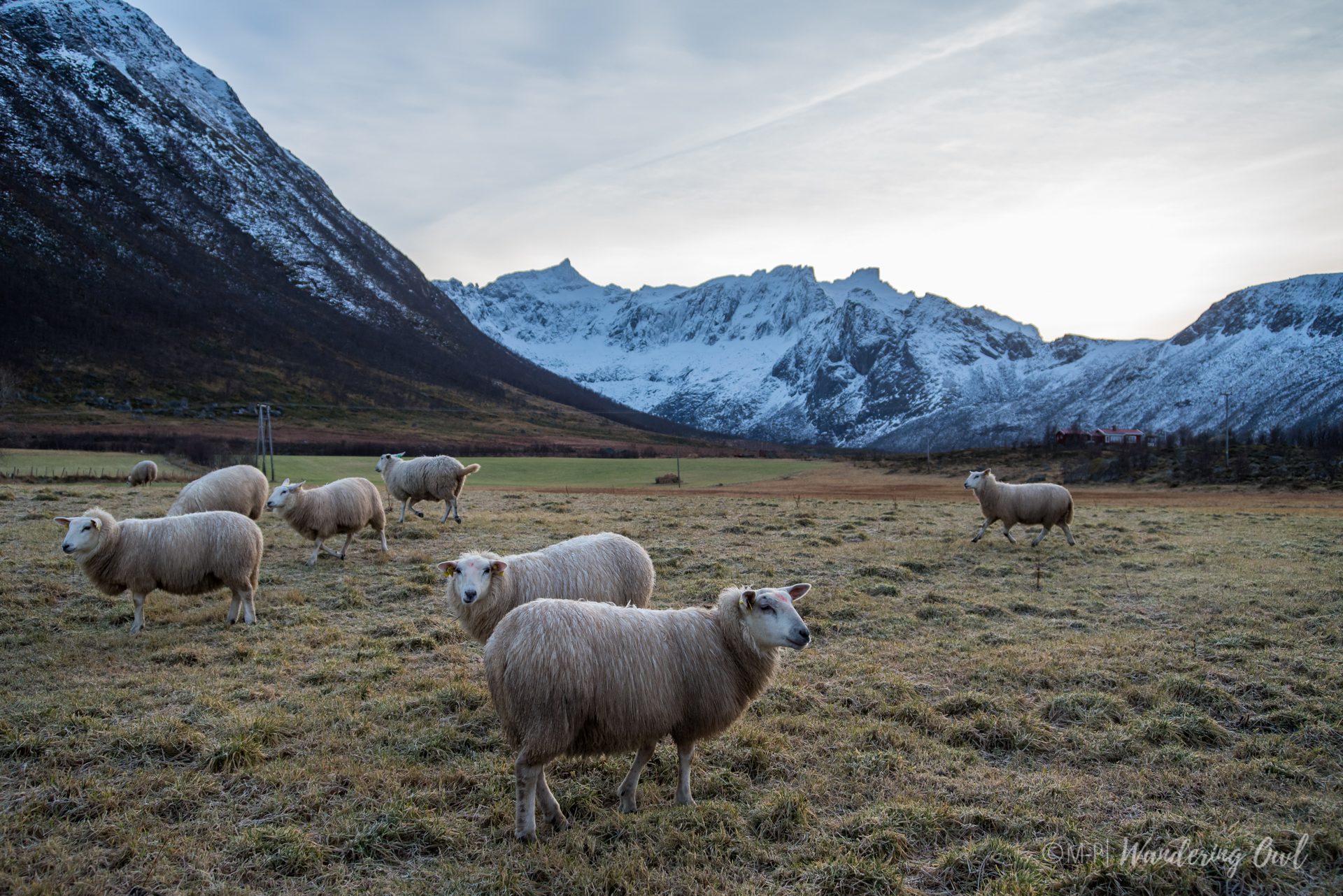 _DSC4943 winter-arctic-landscape