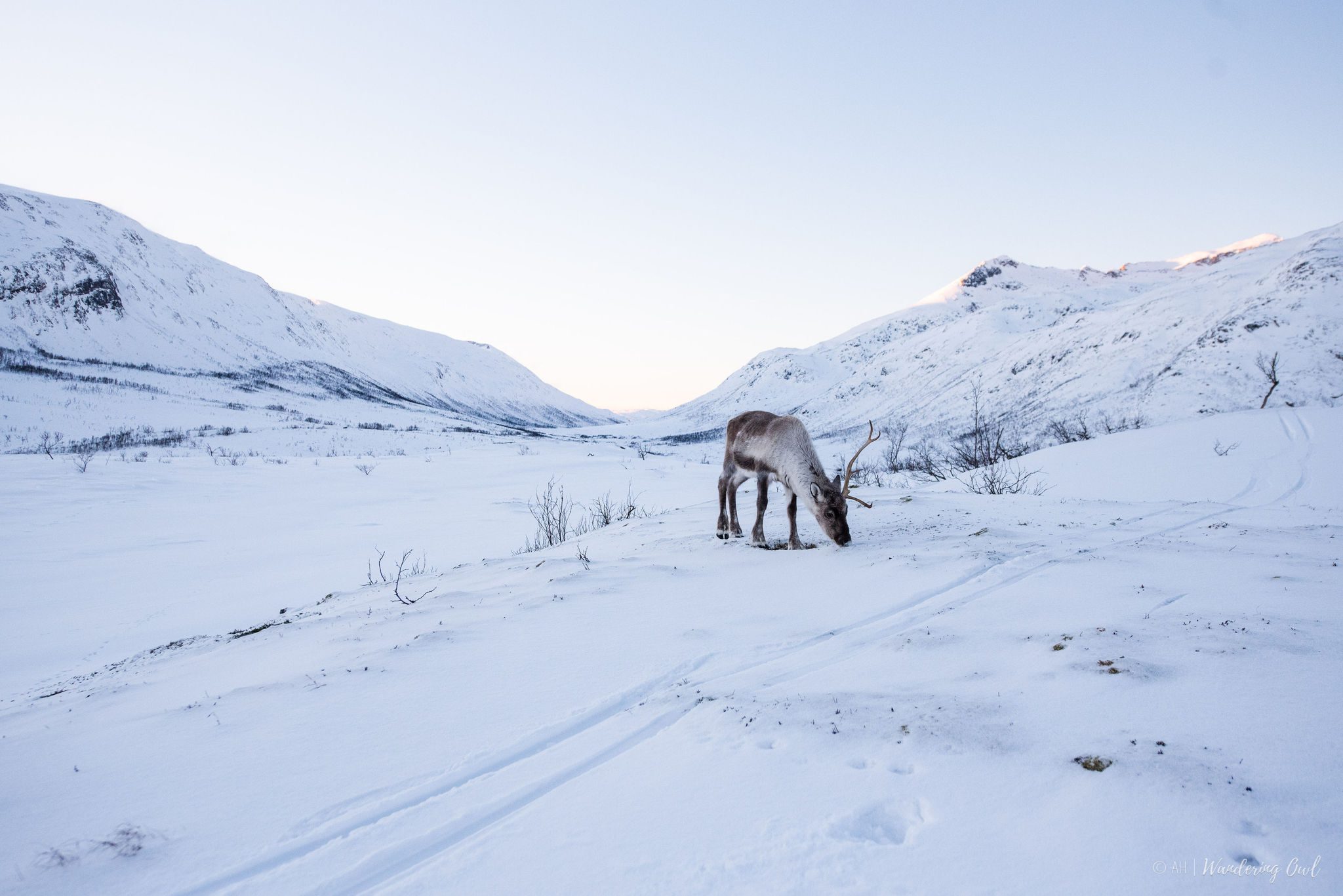 Winter Snowshoeing in the Wilderness